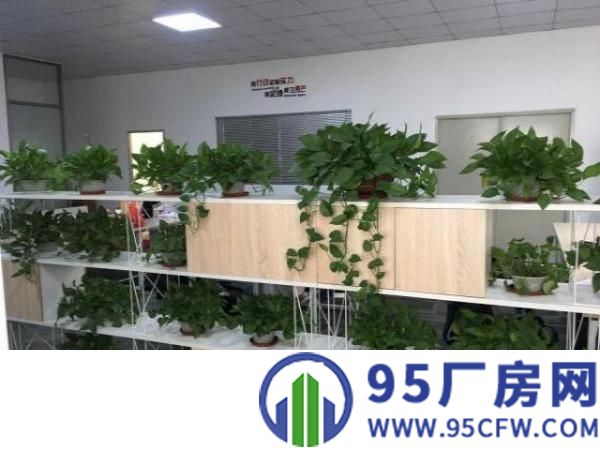 转租大型单层钢结构厂房带办公区域